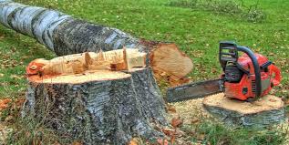 Best Leaf Removal  in Zephyrhills, FL