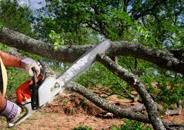Best Root Management and Removal  in Zephyrhills, FL