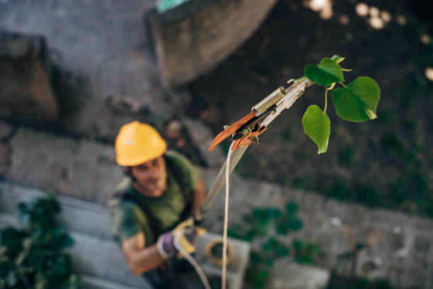 Best Tree Trimming and Pruning  in Zephyrhills, FL