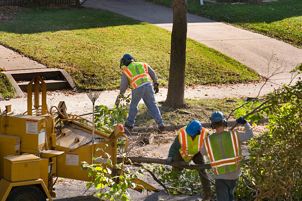 Lawn Pest Prevention in Zephyrhills, FL