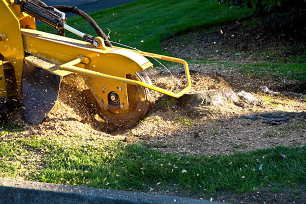 Best Tree and Shrub Care  in Zephyrhills, FL