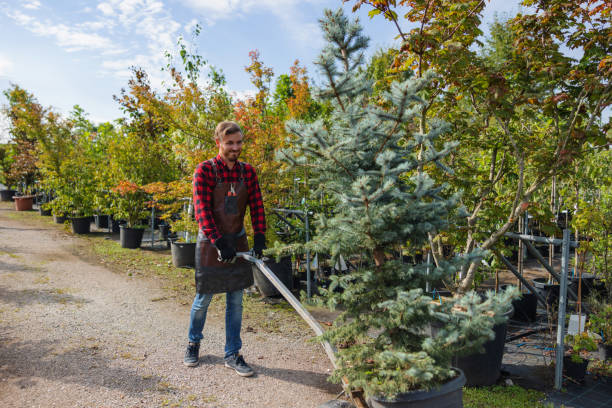 Best Tree Preservation Services  in Zephyrhills, FL