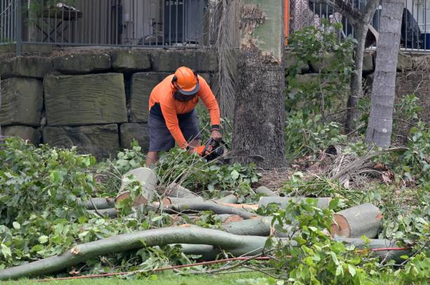 Best Tree Disease Treatment  in Zephyrhills, FL