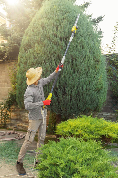 Reliable Zephyrhills, FL Tree Removal Solutions