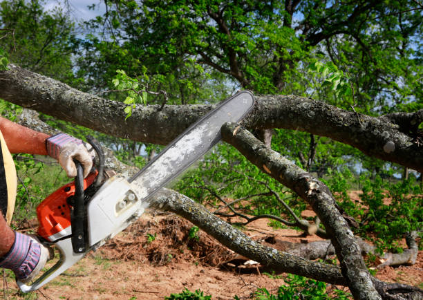 Best Storm Damage Tree Cleanup  in Zephyrhills, FL
